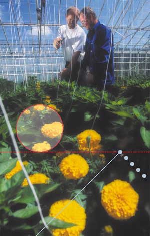 [Billede: Her ses to mænd i et drivhus.]