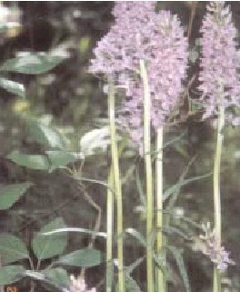 Orchis maculata thrives on the chemical ash mountain