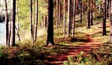 Finnish Esker forest